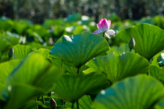 آغاز شکفتن نیلوفرهای آبی تالاب انزلی 